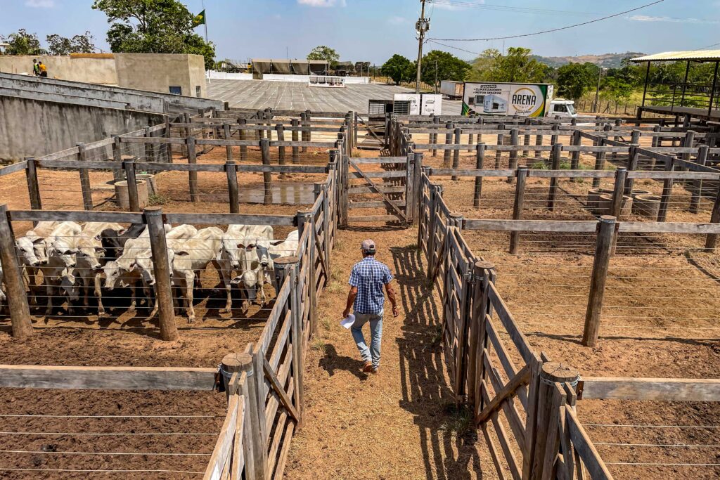 Rastreabilidade de gado no Pará pode virar modelo para a ‘nova’ pecuária brasileira, diz estudo