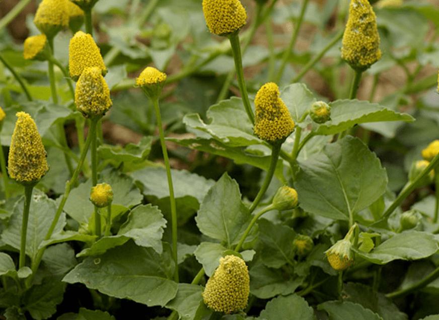 Marca paraense investe no jambu e consolida empreendedorismo de base comunitária