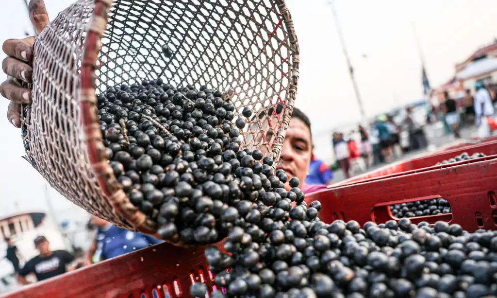Açaí ganha status de fruta nacional e reforço de tecnologia e investimento