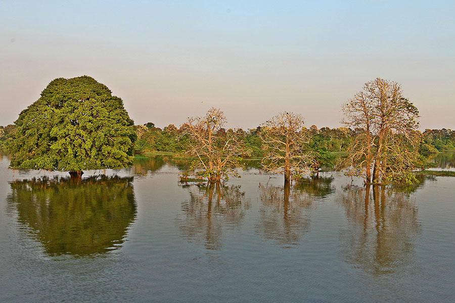 Fungo ‘guarda-costas’ descoberto na Amazônia protege plantações e combate superbactérias