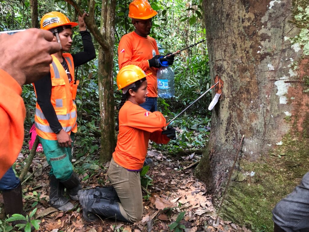 Dia Internacional das Florestas: Diversificar o manejo é a chave para a preservação
