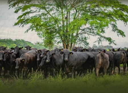 Brasil e China fortalecem diálogo por pecuária bovina mais sustentável
