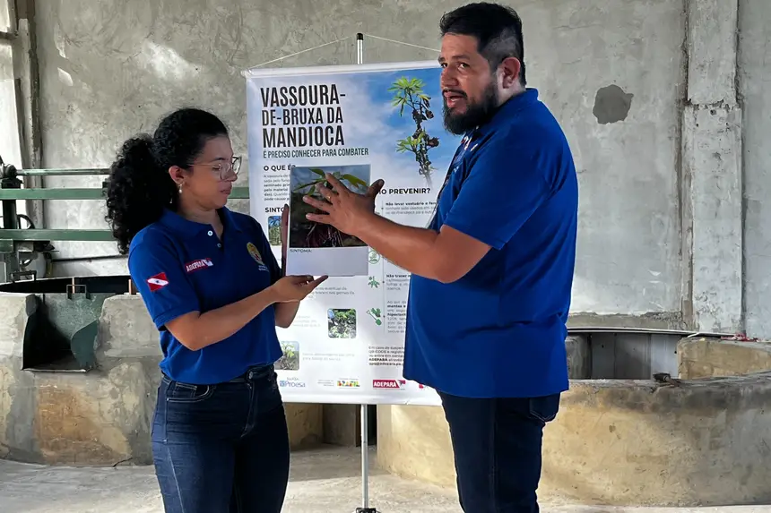 Força-tarefa no Marajó tenta barrar avanço da vassoura-de-bruxa da mandioca