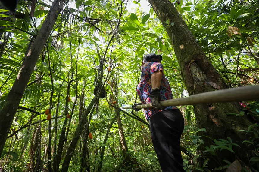 Pará lança “Acelera Ater” para injetar R$ 222 milhões na produção sustentável