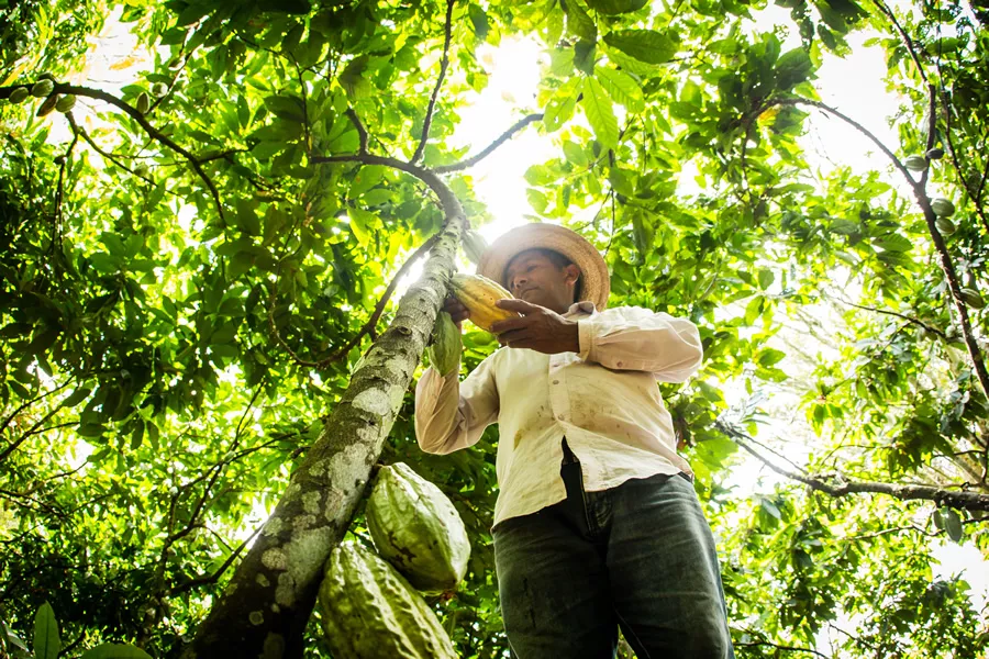 Como o rematamento produtivo quer romper o ciclo de degradação e pobreza na Amazônia