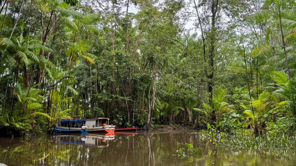 Expedição vai mapear os impactos da crise climática sobre rios e açaizais no Marajó