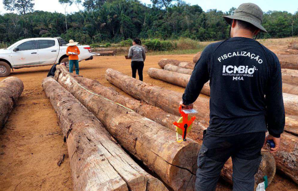Madeira ilegal da Amazônia abasteceu mercado de luxo na Europa, aponta relatório