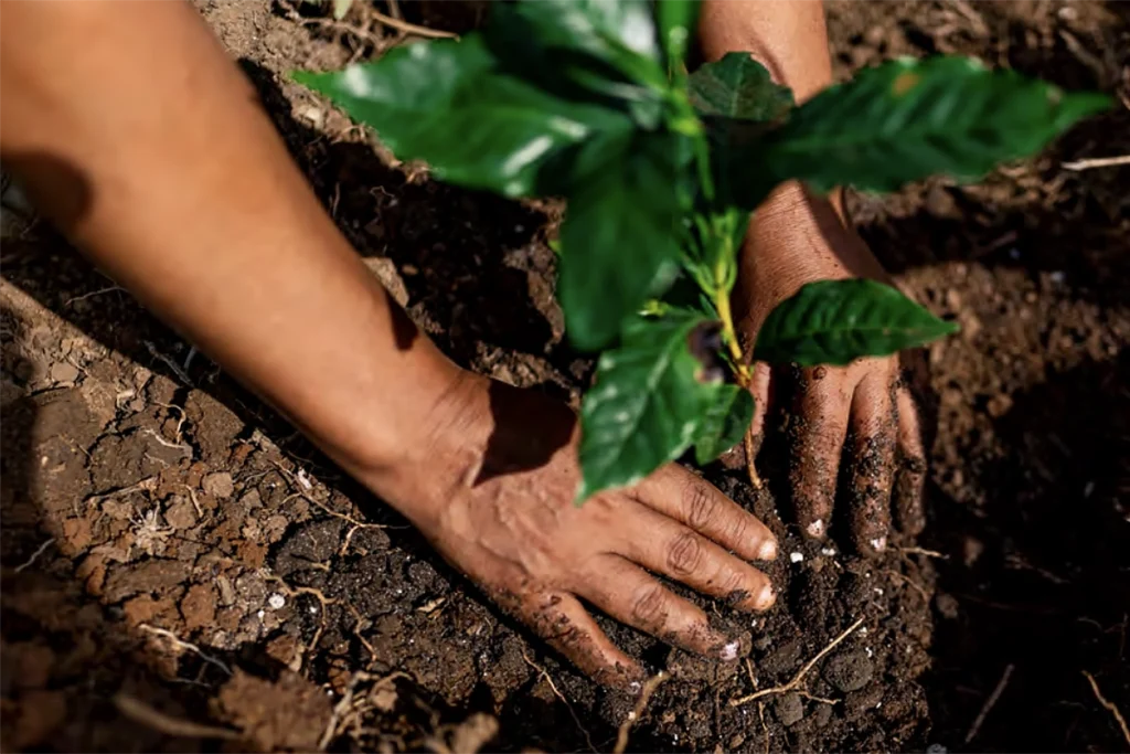 Guia orienta transição da pecuária para agroflorestas vegetais no Brasil