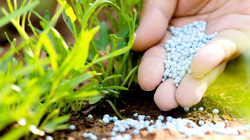 Fertilizante criado no Brasil aumenta produtividade e recupera o solo