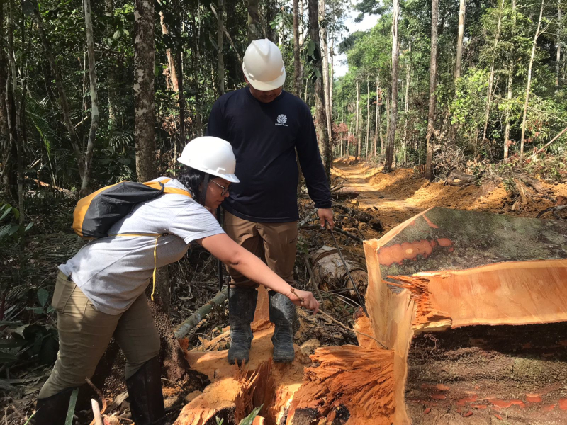 Novo instrumento pode auxiliar no combate ao comércio ilegal de madeira da Amazônia