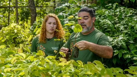 Casal produz espécies nativas da Amazônia e impulsiona reflorestamento em Santarém
