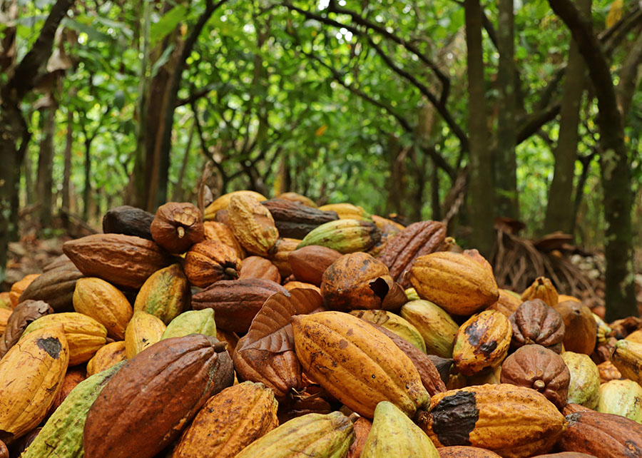 Cacau na Amazônia cresce sobre pastagens sem desmatar a floresta