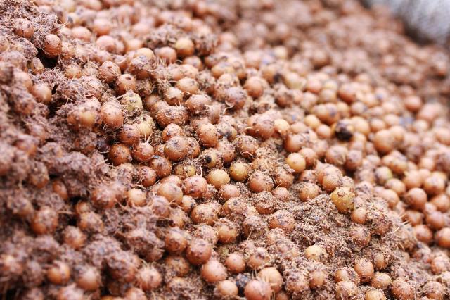 Caroço de açaí vira poderoso nanofertilizante e impulsiona safras no semiárido
