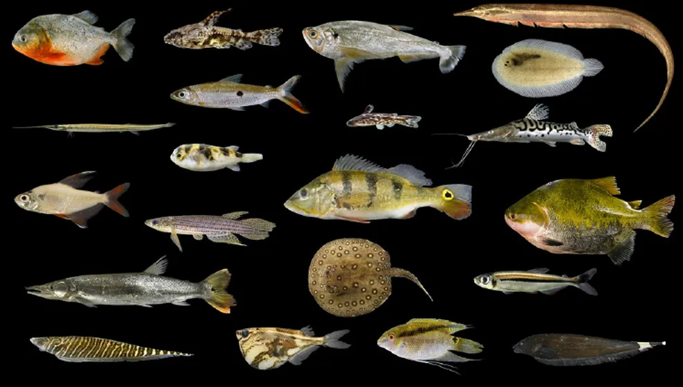 Amazônia tem mais de 2,7 mil espécies de peixes, aponta estudo